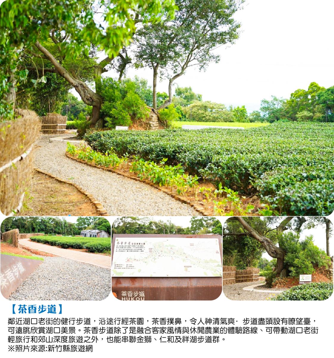  邂逅小綠葉蟬，東方，美人｜文華東方酒店漫步峨嵋湖畔.東方美人茶鄉品茗.文華CAFÉ自助早餐竹塹漫遊輕旅行二日行程特色圖片1