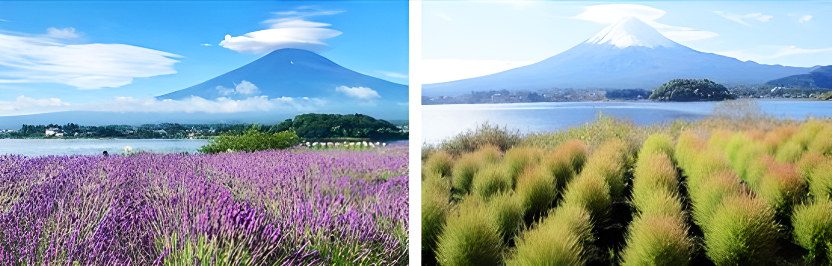 大石公園花海-AI.png